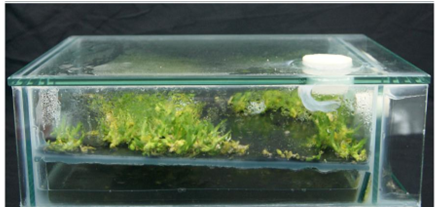 Sử dụng hệ thống ngập chìm tạm thời để nhân sinh khối loài lan Dendrobium officinale Kimura et Migo (Thạch hộc tía)