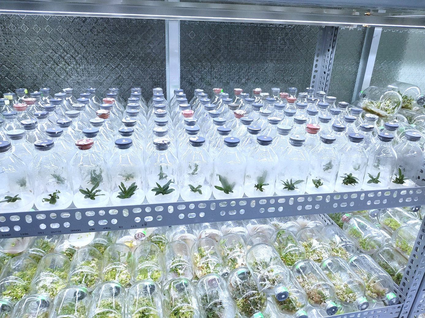 Ứng dụng công nghệ sinh học để nhân giống cây lan Hoàng nhạn 
(Aerides houlletiana) bằng phương pháp nuôi cấy mô tế bào thực vật từ giai đoạn tạo nguồn mẫu ban đầu đến nhân chồi.
